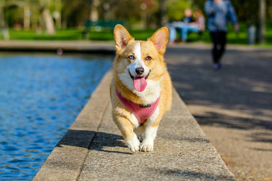 How to Boost Dog Immune System Safely?