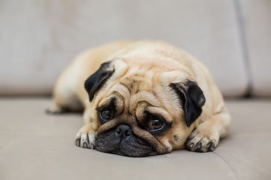 Dog Anxiety Treatment