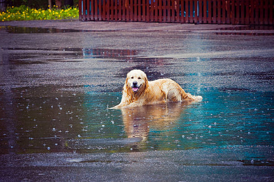 Digestive problems in pets