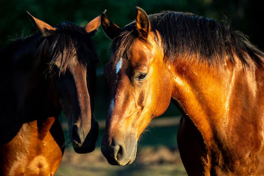 Know About Equine Nutrition for Your Horse’s Health