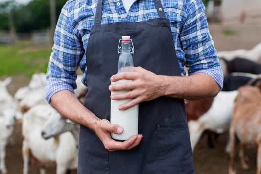 How to Increase Milk Production in Cattle?
