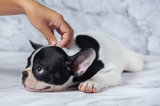 Dog dry skin treatment