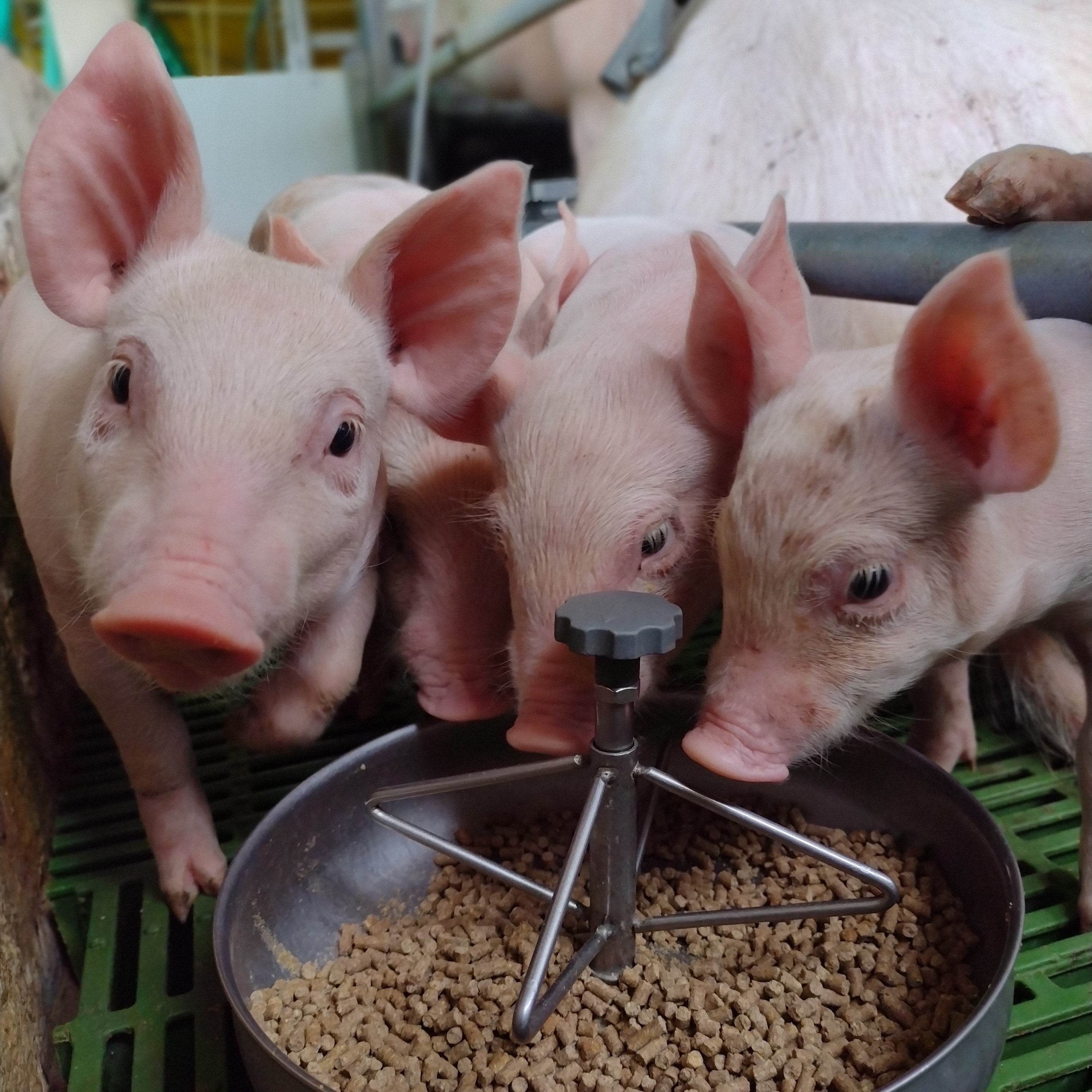 Swine Supplements Aniamor Nutrition