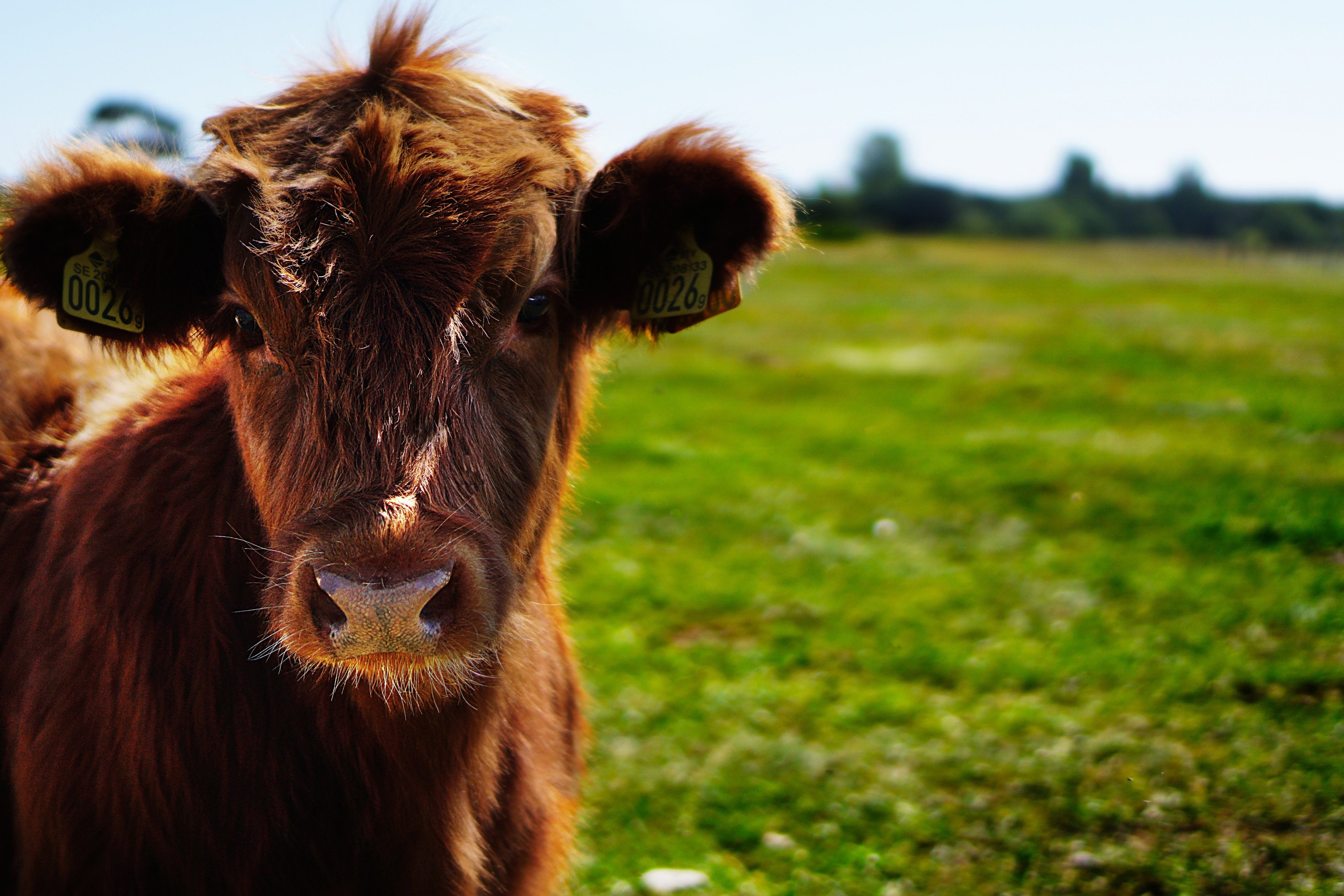 Best Cattle Supplement in India - Aniamor