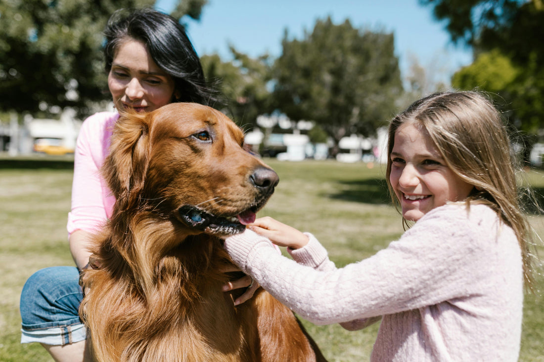 Top 10 Essential Dog Supplements Every Pet Owner Should Know About