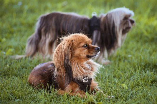 Skin Allergy in Dogs