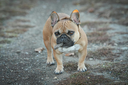 Renal Problems in Dogs