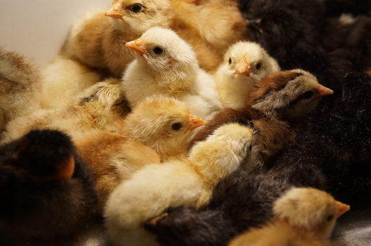 A Guide to Proper Poultry Nutrition