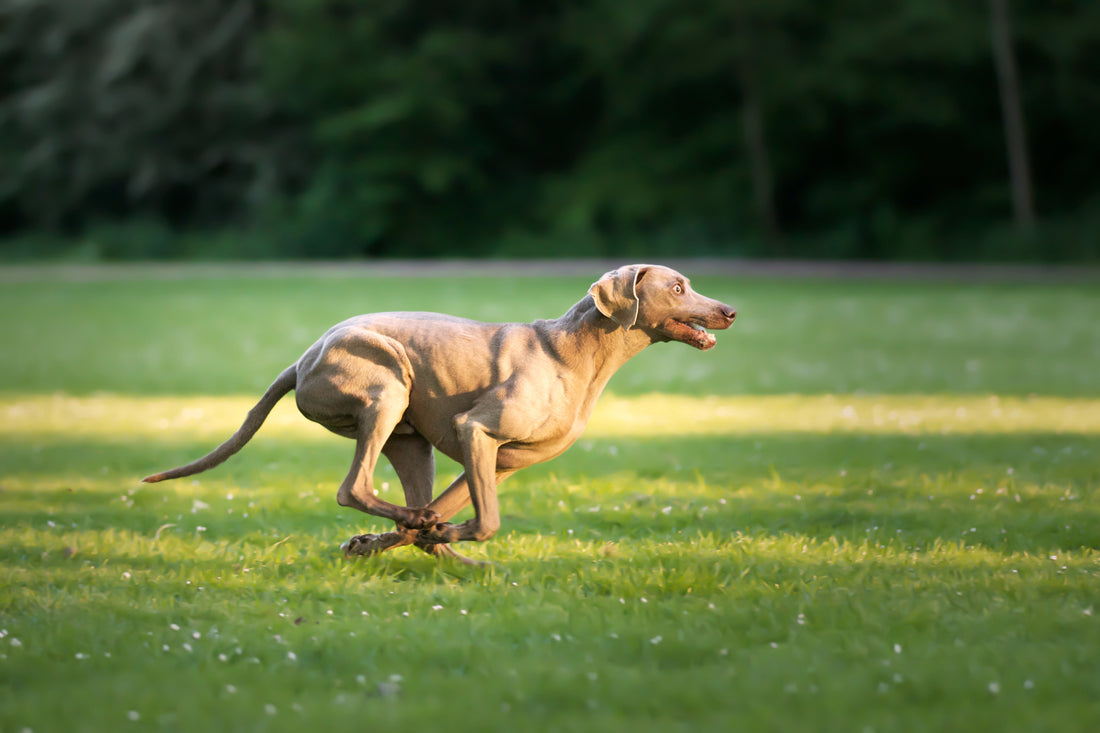 Role of Nutrition in Pet Bone and Joint Strength