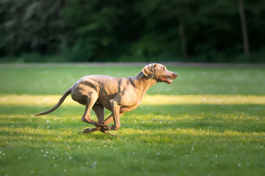 Role of Nutrition in Pet Bone and Joint Strength