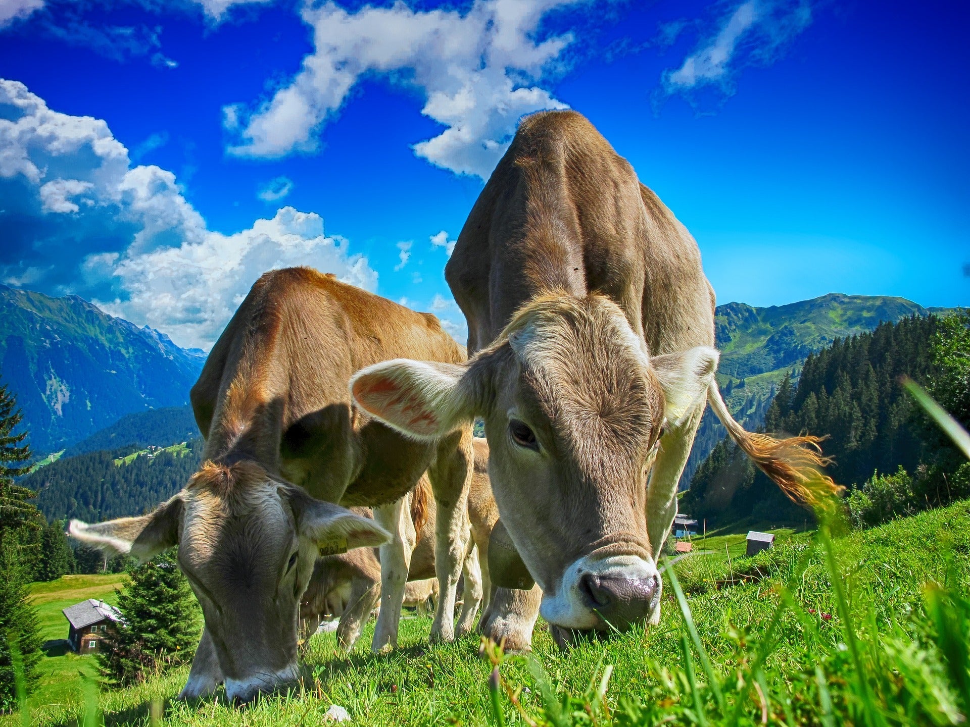 Online Pet Nutrition Store: Buy Animal Supplements & Vitamins – Aniamor ...